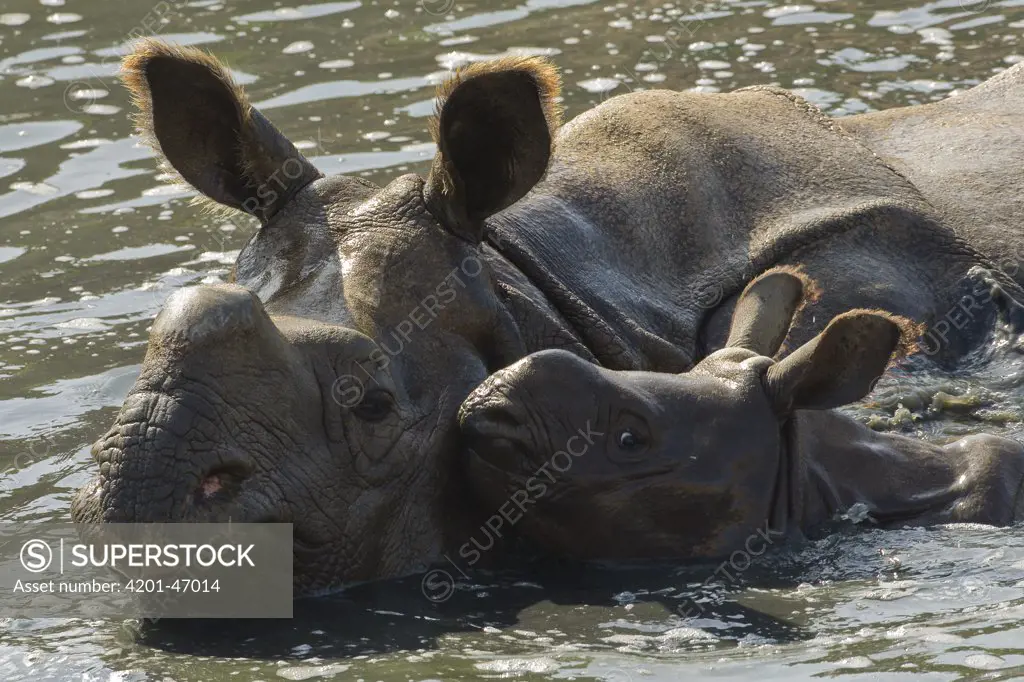 Indian Rhinoceros (Rhinoceros unicornis) mother and calf in water, native to India