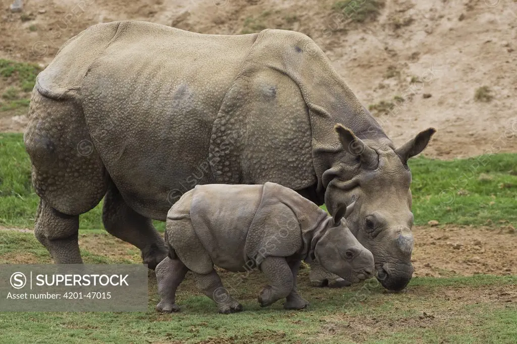 Indian Rhinoceros (Rhinoceros unicornis) mother and calf, native to India