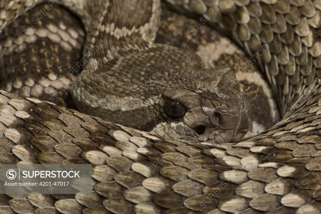 Southern Pacific Rattlesnake (Crotalus viridis helleri) coiled up showing head with sensory pit organ, North America