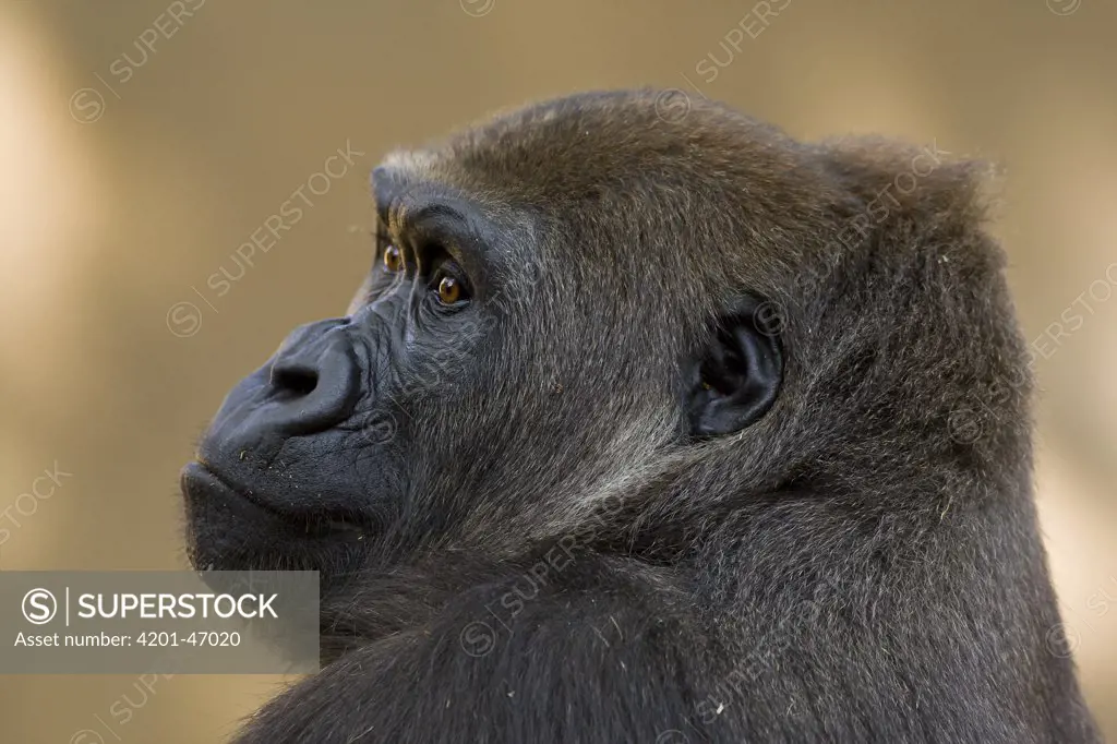 Western Lowland Gorilla (Gorilla gorilla gorilla) profile, native to Africa