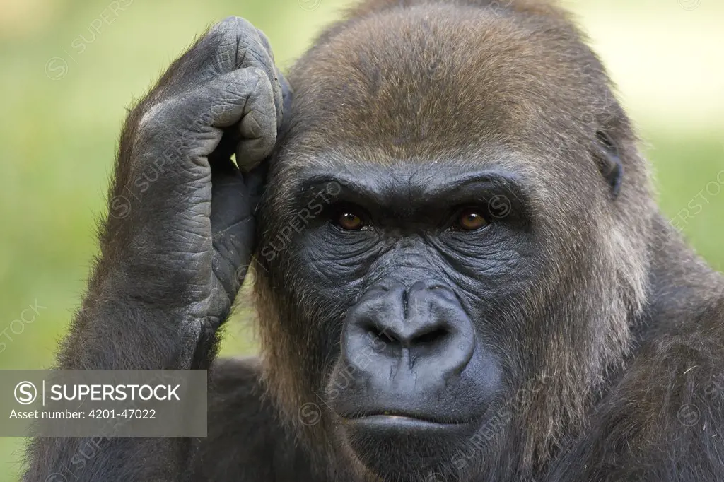 Western Lowland Gorilla (Gorilla gorilla gorilla) scratching its head, native to Africa