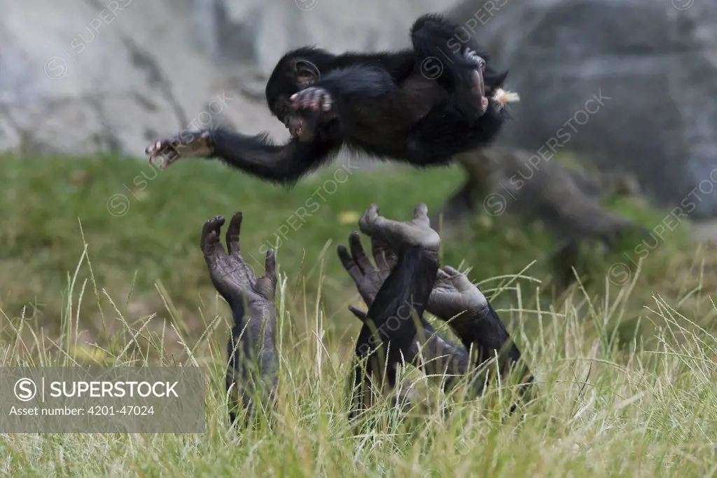 Bonobo (Pan paniscus) female playing with youngster by throwing him up in the air, native to Africa
