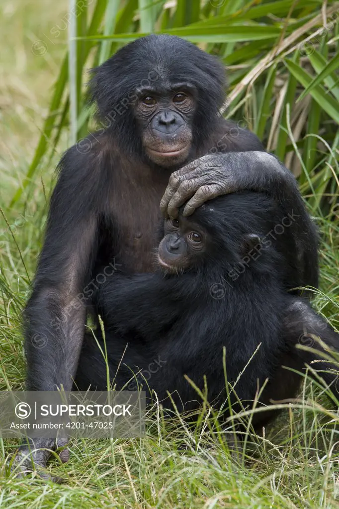 Bonobo (Pan paniscus) sub-adult and baby, native to Africa