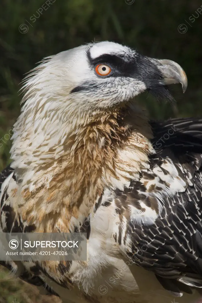 Bearded Vulture (Gypaetus barbatus), native to Africa, Europe, and Asia