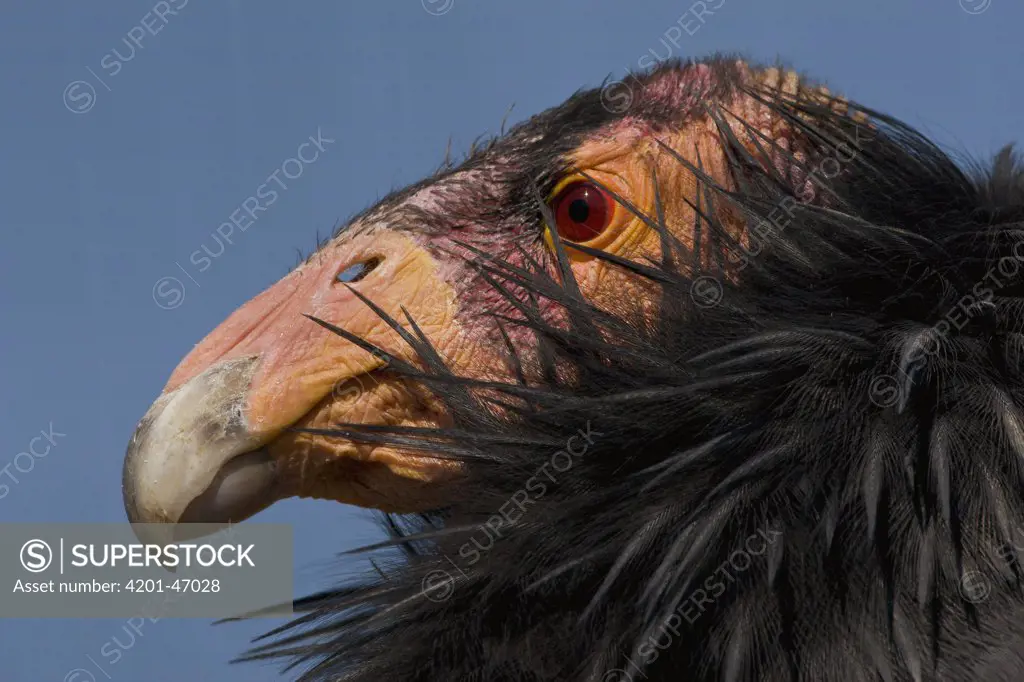 California Condor (Gymnogyps californianus) portrait, native to North America