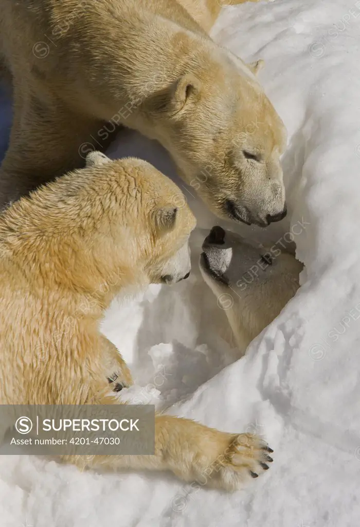 Polar Bear (Ursus maritimus) trio around den, native to North America