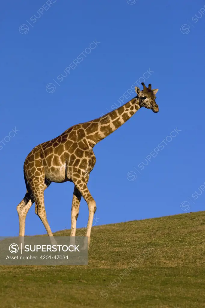 Rothschild Giraffe (Giraffa camelopardalis rothschildi) walking, native to Africa