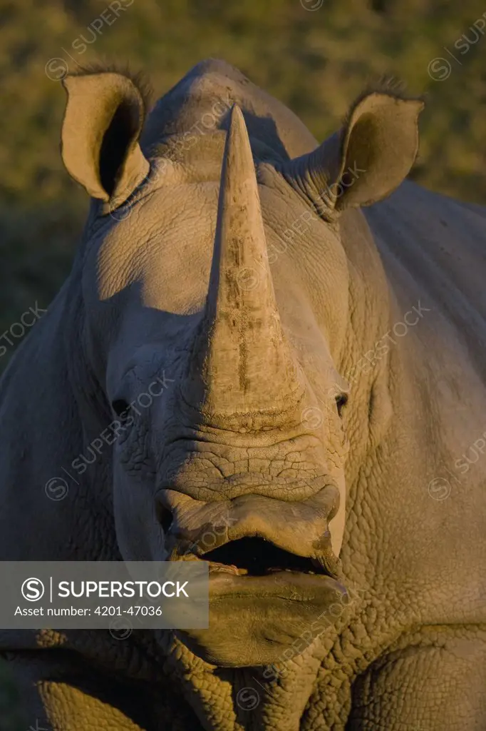 White Rhinoceros (Ceratotherium simum) calling, native to Africa