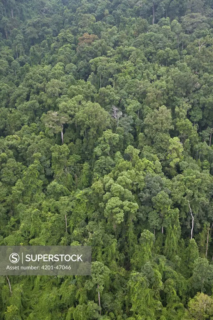 Rainforest canopy, Virachey National Park, Cambodia