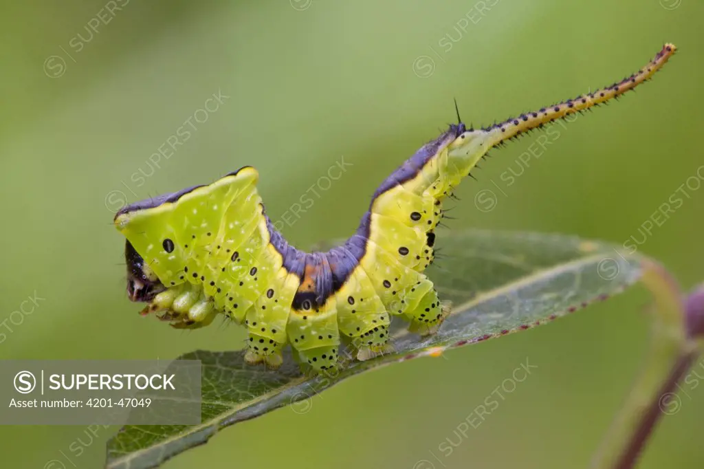 Prominent Moth (Furcula sp) caterpillar, Sichuan, China