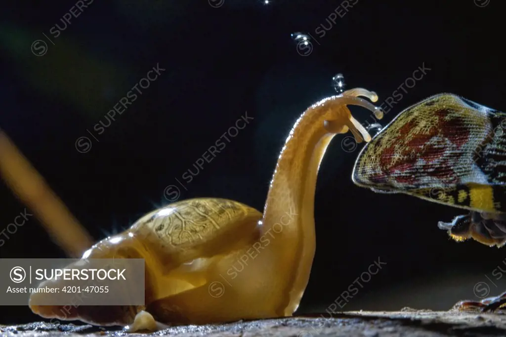 Land Snail (Euglandina sp) catching droplets of honeydew expelled by Fulgorid Planthopper (Phrictus quinquepartitus), La Selva Biological Research Station, Costa Rica