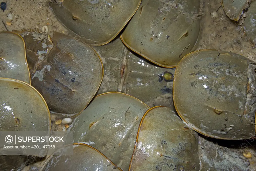Horseshoe Crab (Limulus polyphemus) group at high tide spawning, Bowers Beach, Delaware