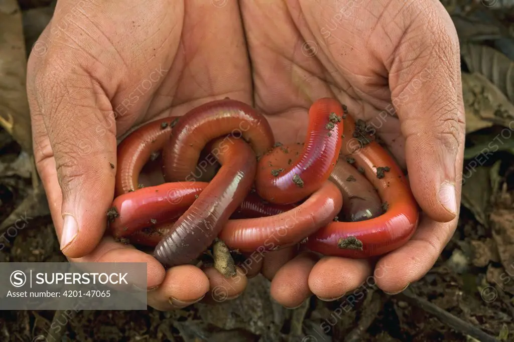 Earthworm pair held in hands, Atewa Range Forest Reserve, Ghana