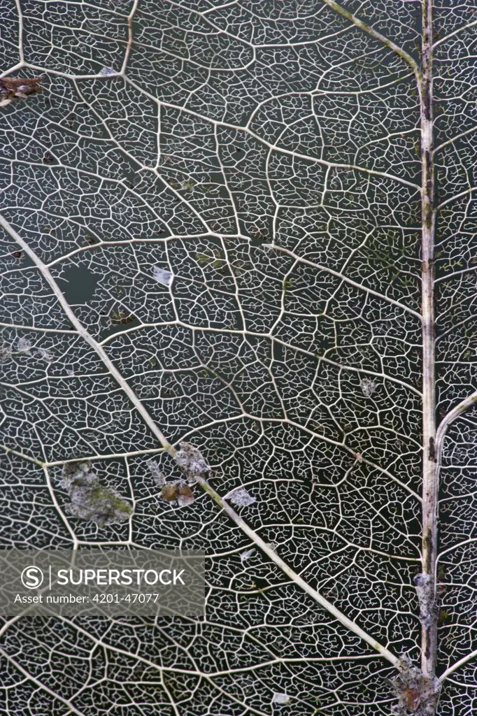 Leaf veins, Atewa Range Forest Reserve, Ghana
