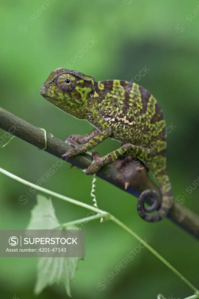 Graceful Chameleon (Chamaeleo gracilis) juvenile, Atewa Range, Ghana