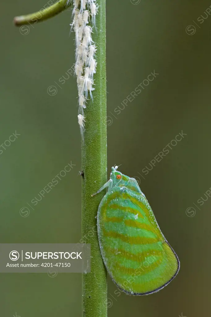 Flatid Planthopper (Flatidae) female guarding her young, Atewa Range, Ghana