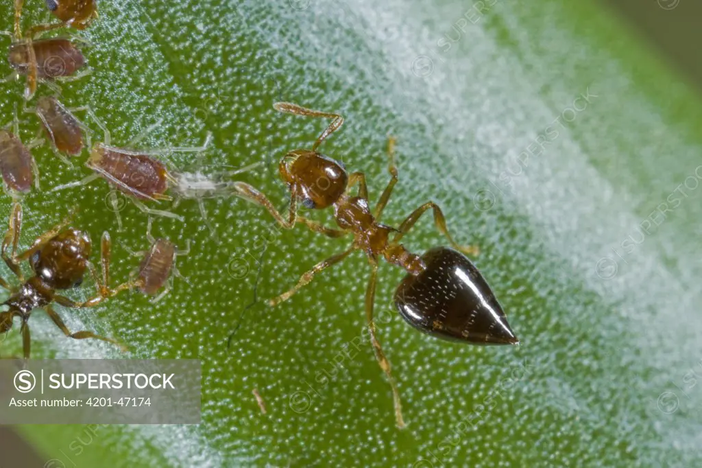 Ant (Crematogaster sp) group tending aphids, Atewa Range, Ghana