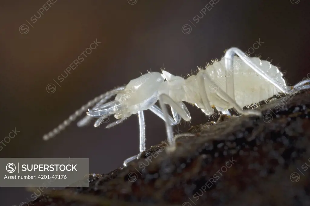 Termite soldier recently molted, Atewa Range, Ghana