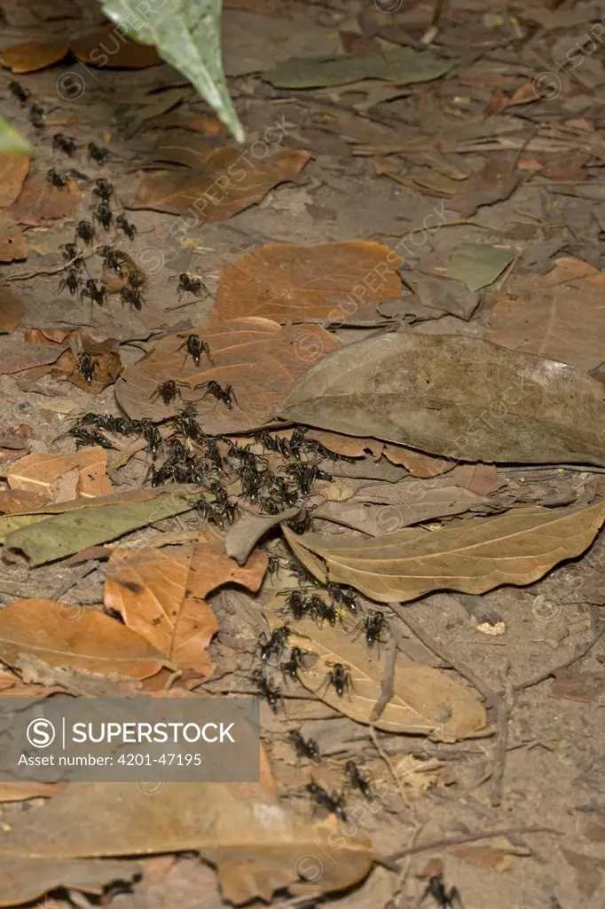 Matabele Ant (Pachycondyla analis) group raiding termite colony and carrying prey, Rio Kapatchez, Guinea