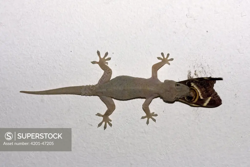 Moreau's Tropical House Gecko (Hemidactylus mabouia) catching moth, Mkambati Nature Reserve, South Africa. Sequence 2 of 3