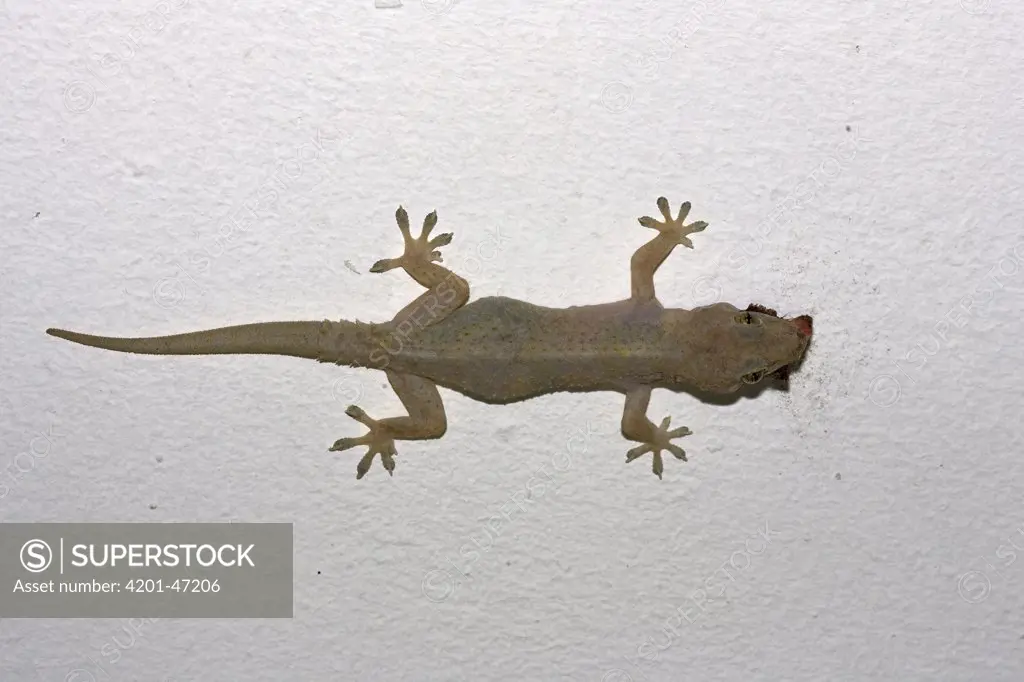 Moreau's Tropical House Gecko (Hemidactylus mabouia) eating moth, Mkambati Nature Reserve, South Africa. Sequence 3 of 3