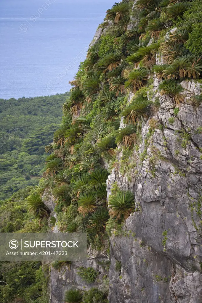 Sago Cycad (Cycas revoluta) trees on karst formation, Hedo, Okinawa, Japan