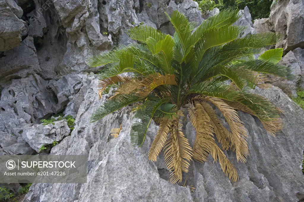 Sago Cycad (Cycas revoluta) tree on karst formation, Hedo, Okinawa, Japan