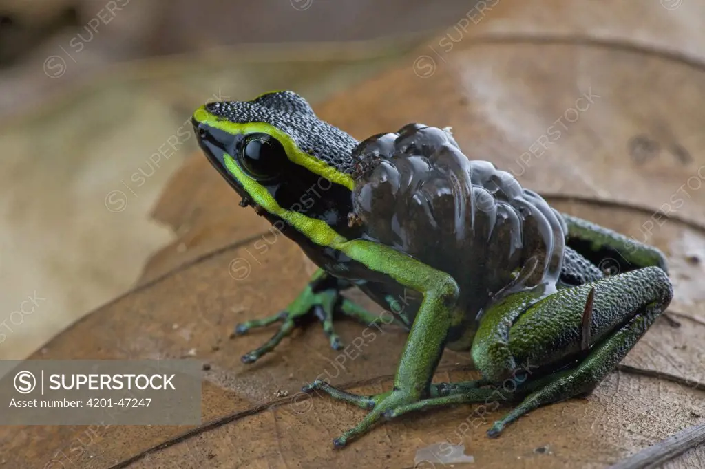 Three-striped Poison Dart Frog (Epipedobates trivittatus) male carrying tadpoles, Brownsberg Reserve, Surinam