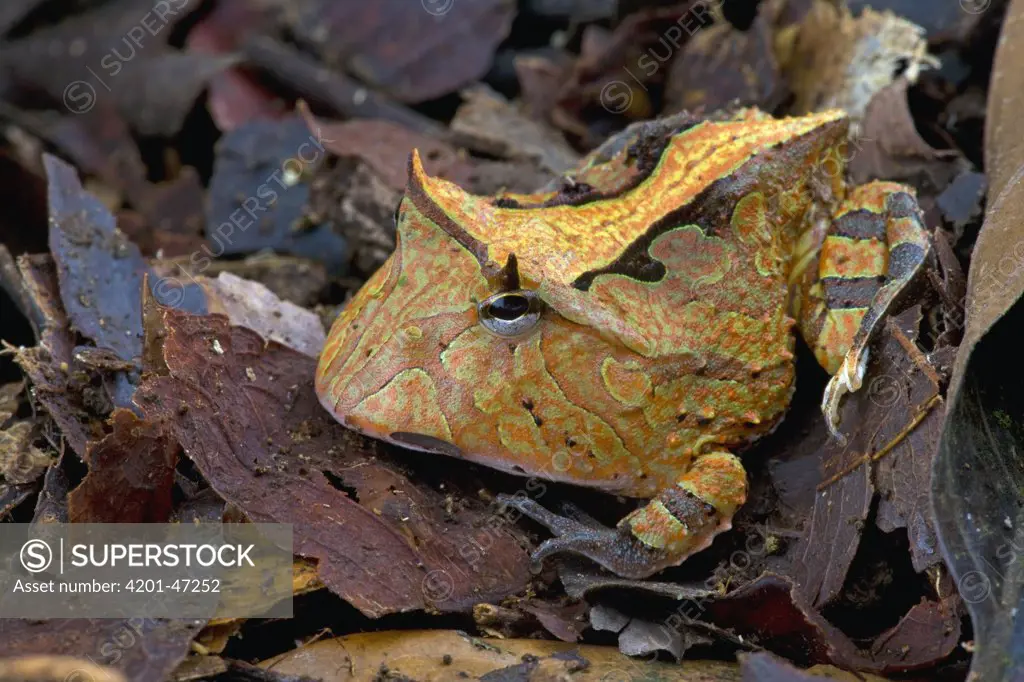 Amazon Horned Frog (Ceratophrys cornuta) camouflaged in leaf litter, Brownsberg Reserve, Surinam
