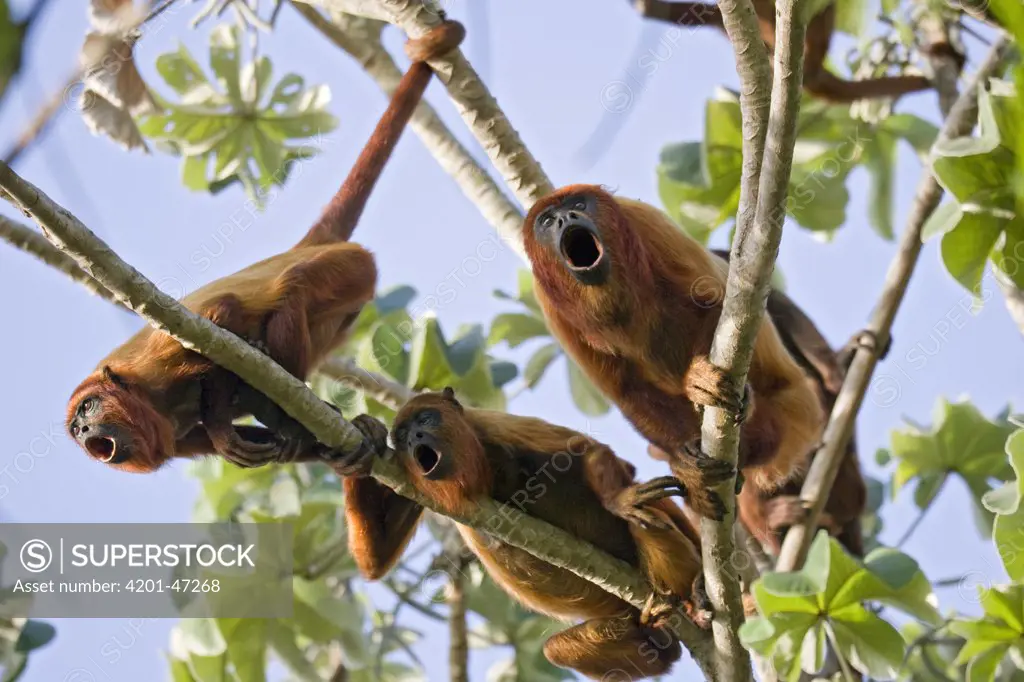 Red Howler Monkey (Alouatta seniculus) trio howling, Puerto Ordaz, Venezuela
