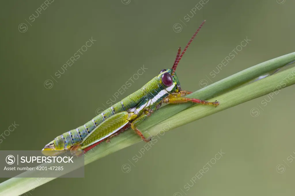 Wingless Grasshopper (Lentulidae), Modjadji Cycad Reserve, South Africa