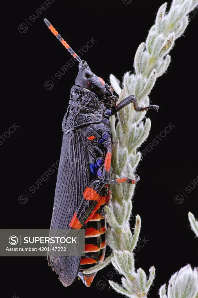 Grasshopper with aposematic coloration, Maloti Mountains, Lesotho, South Africa