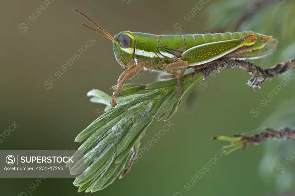Wingless Grasshopper (Lentulidae), Maloti Mountains, Lesotho, South Africa