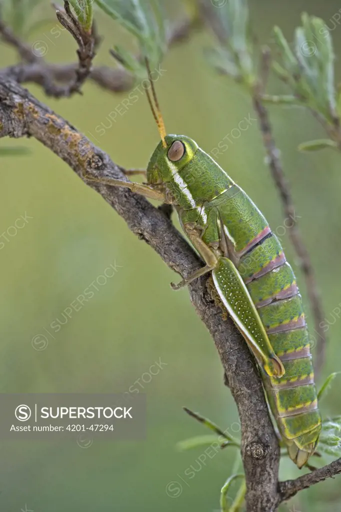 Wingless Grasshopper (Lentulidae), Maloti Mountains, Lesotho, South Africa