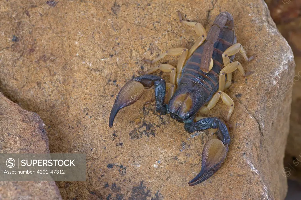 Scorpion, Cederberg Wilderness Area, South Africa