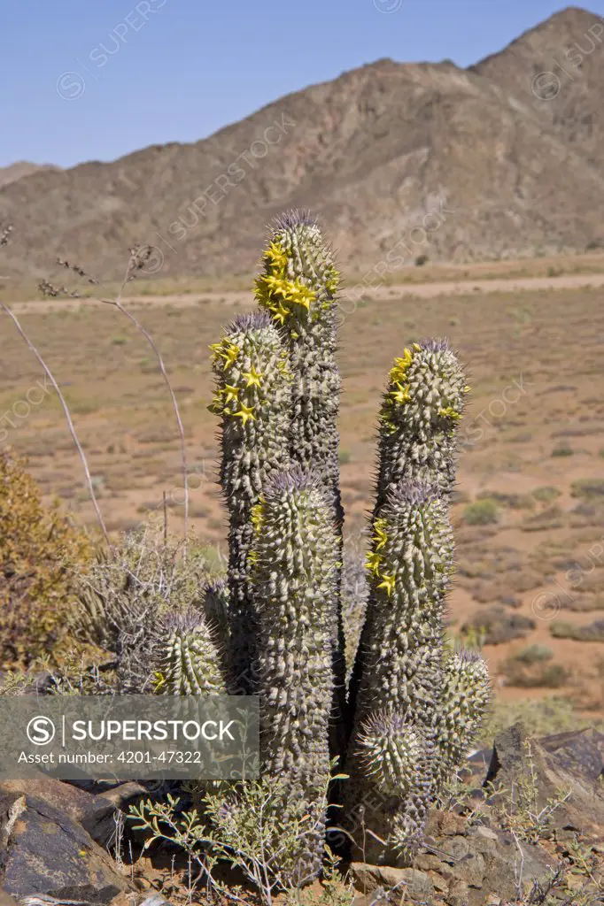 Alston's Hoodia (Hoodia alstonii), one of plants endemic to the succulent karoo biome, Richtersveld, South Africa