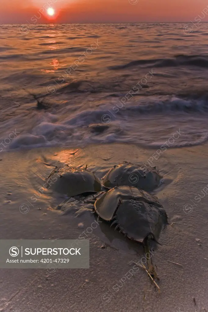 Horseshoe Crab (Limulus polyphemus) males trying to gain access to a female hidden in the sand, Cape May, New Jersey