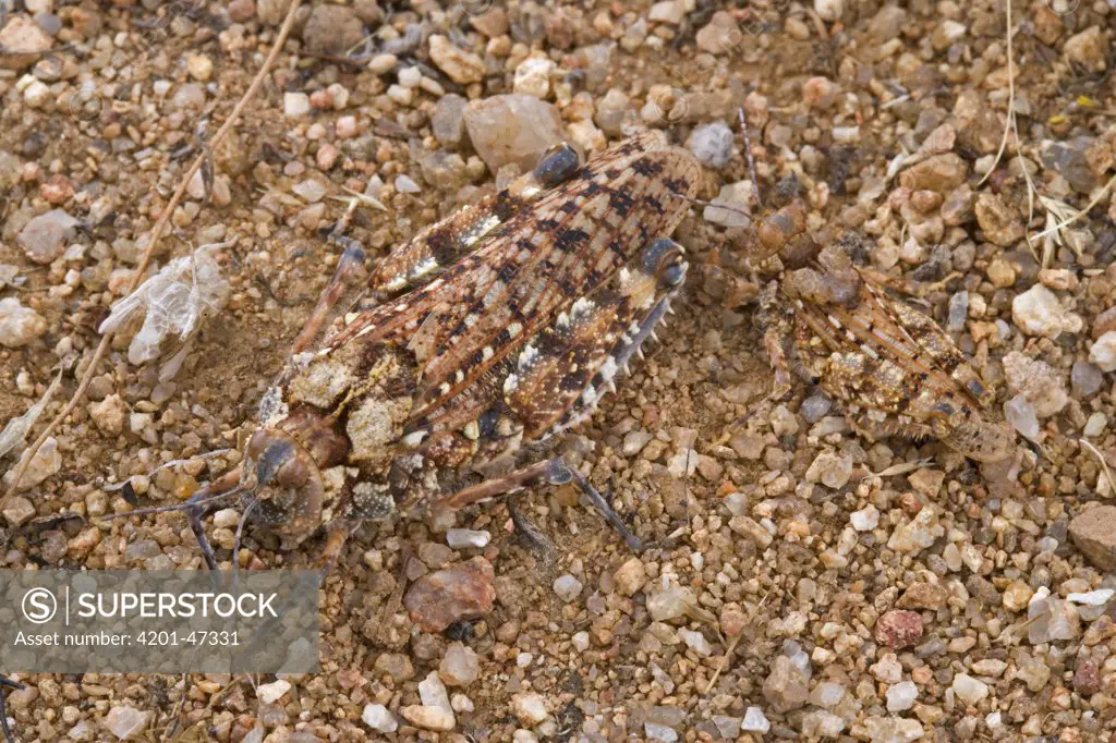 Grasshopper (Pamphagidae) camouflaged on rocks, Goegap Nature Reserve, South Africa