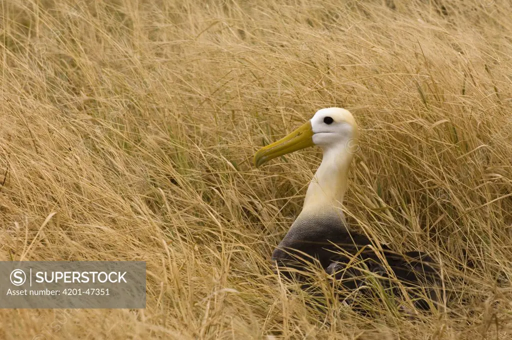 Waved Albatross (Phoebastria irrorata) in tall grass, Hood Island, Galapagos Islands, Ecuador
