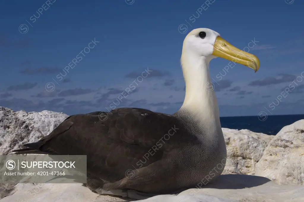 Waved Albatross (Phoebastria irrorata), Hood Island, Galapagos Islands, Ecuador