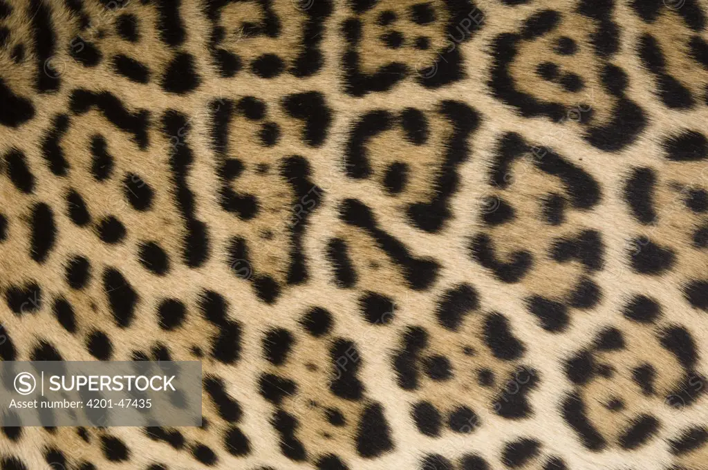 Jaguar (Panthera onca) female fur pattern, Ecuador