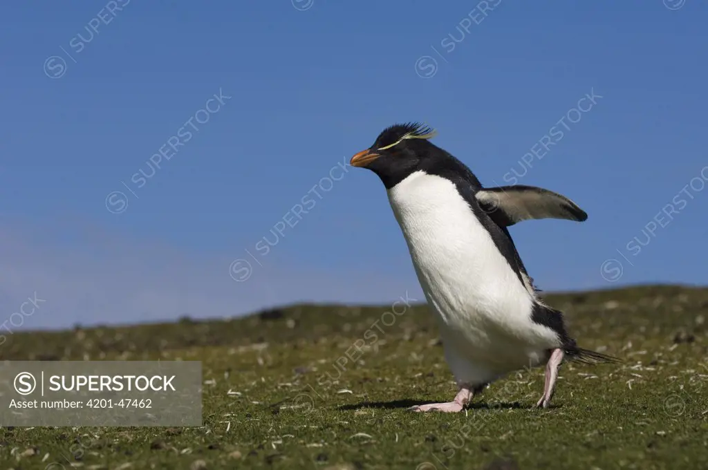Rockhopper Penguin (Eudyptes chrysocome) walking, Pebble Island, Falkland Islands