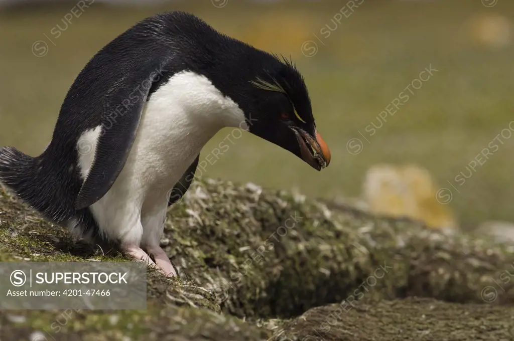 Rockhopper Penguin (Eudyptes chrysocome) with pebble in beak to add to nest, Pebble Island, Falkland Islands