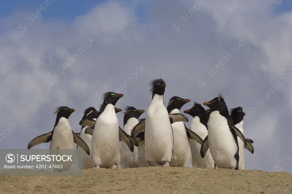 Rockhopper Penguin (Eudyptes chrysocome) group on beach, Pebble Island, Falkland Islands