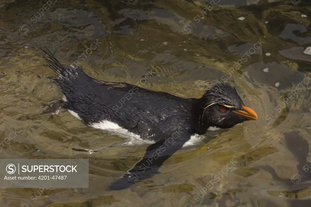 Rockhopper Penguin (Eudyptes chrysocome) swimming, Pebble Island, Falkland Islands