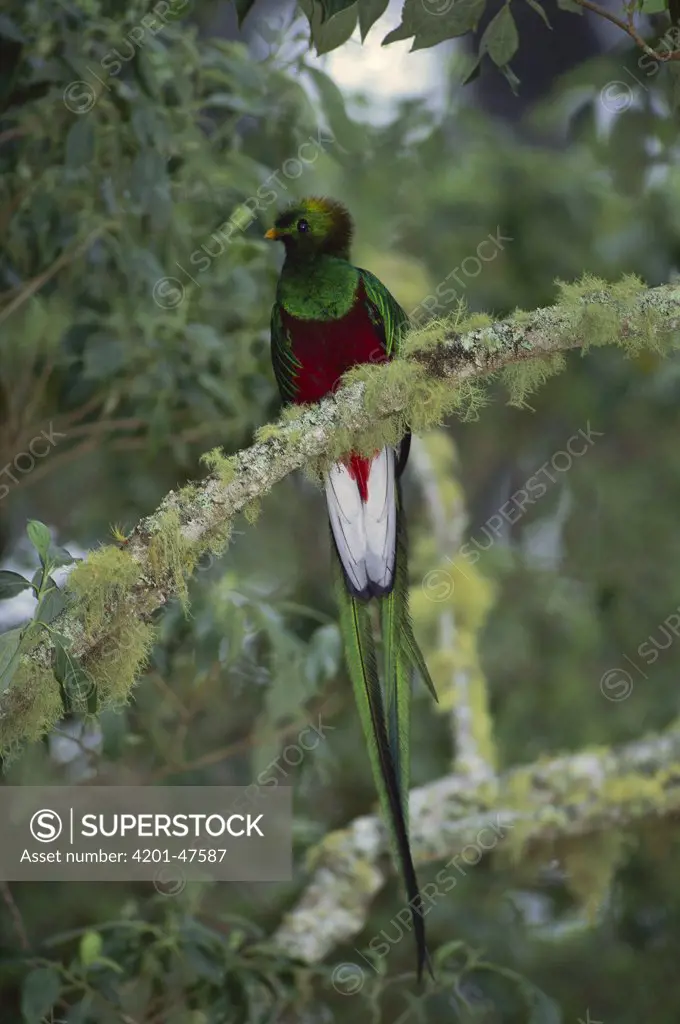 Resplendent Quetzal (Pharomachrus mocinno) male, Talamanca Cloud Forest, Costa Rica