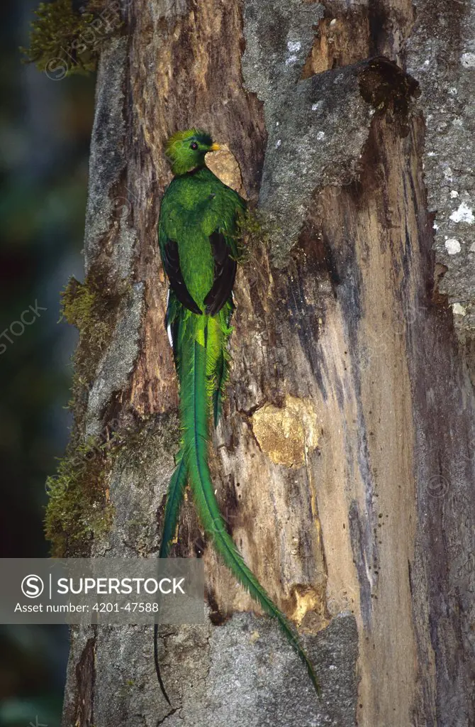 Resplendent Quetzal (Pharomachrus mocinno) male at nest cavity, Talamanca Cloud Forest, Costa Rica