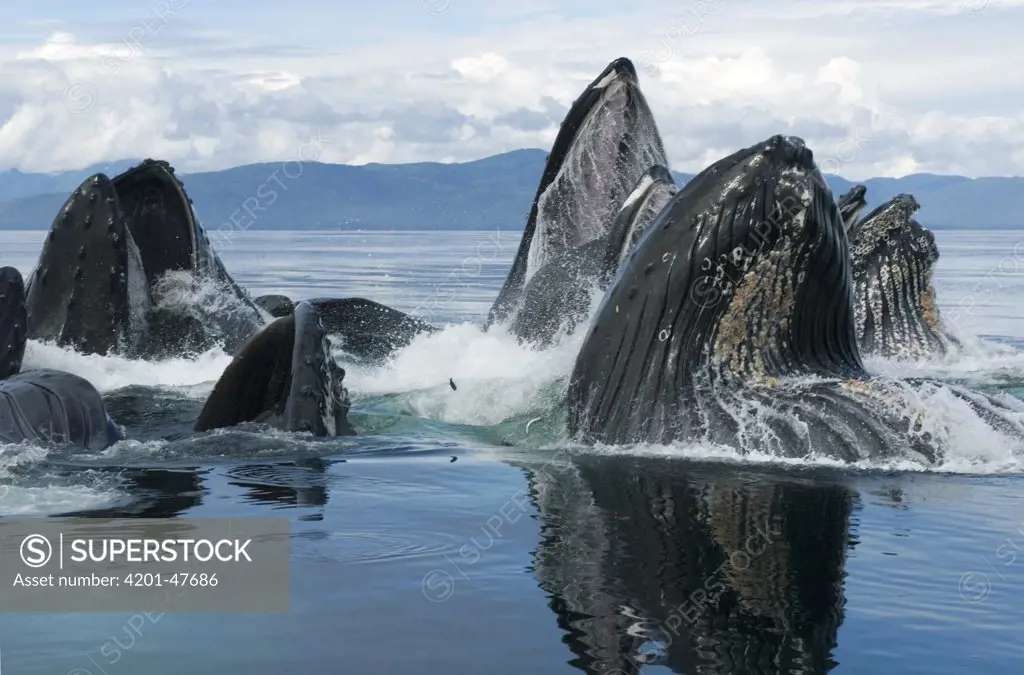 Humpback Whale (Megaptera novaeangliae) group bubble net feeding, Chatham Strait, Alaska