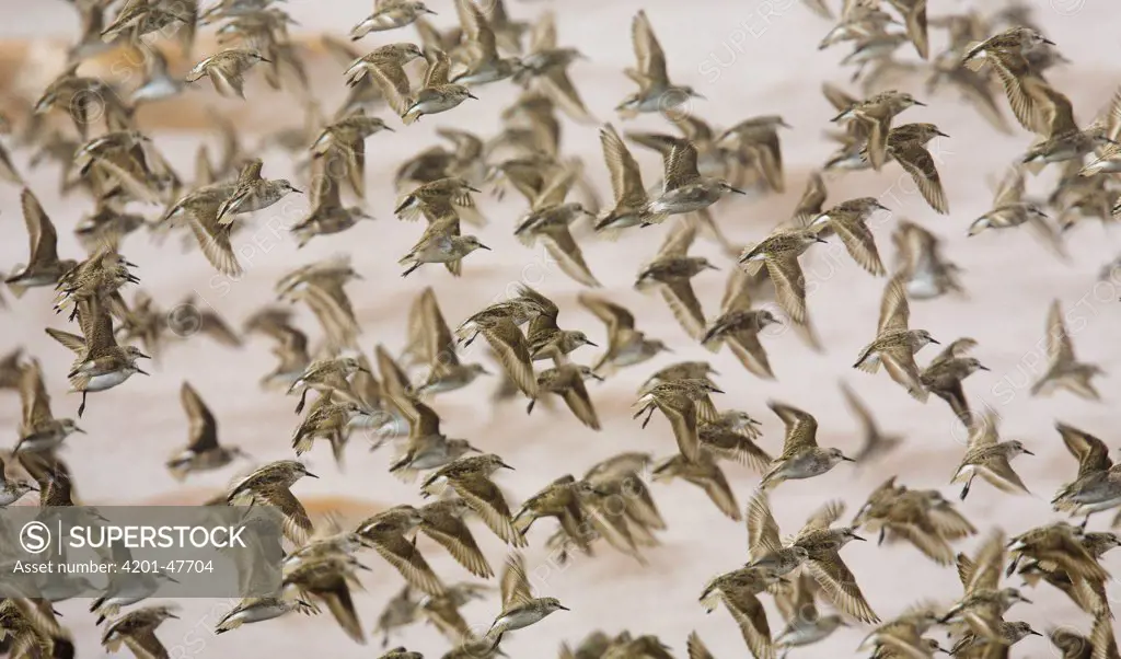 Semipalmated Sandpiper (Calidris pusilla) flock flying during annual fall migration, New Brunswick, Canada