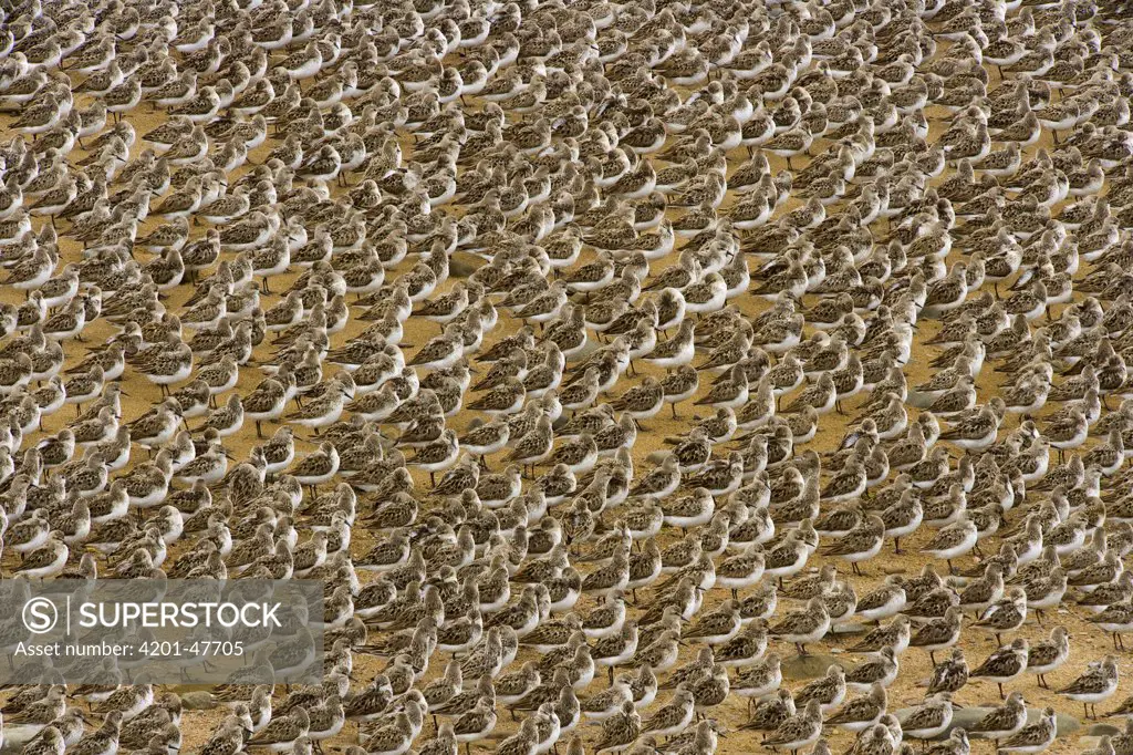 Semipalmated Sandpiper (Calidris pusilla) flock resting together on beach during annual fall migration, New Brunswick, Canada